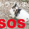 犬ブログなのにバズってます！飼い主のパソコンお助け記事まとめ【初心者OK】