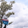  京都七条通で春の散策♪：京都で一番美しい名前のバス停＆ハナミズキの街路樹
