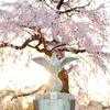 京都は桜満開でした