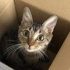 箱入り猫ちゃん