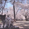 🌸お花見🌸in大宮公園