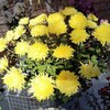 第53回岐阜公園菊人形・菊花展を再訪＆JAぎふ産地直売所おんさい広場はぐり