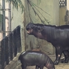 上野動物園でコビトカバの赤ちゃんのコブシ君を見てきました！お母さんとそっくりぷよぷよで可愛かったです。