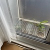 7月31日_葉っぱが焼けてしまった