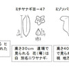 ミゾソバとママコノシリヌグイとユズキチの種のこと