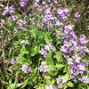 花大根が咲いています