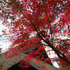 見ごろな平林寺の紅葉