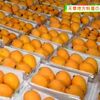 天草地方特産のびわ出荷始まる 熊本 苓北町