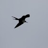 アメリカグンカンドリ(Magnificent Frigatebird)など