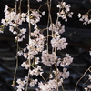 慶恩寺の「しだれ桜」は金沢市指定の保存樹