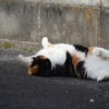 にゃんこにだけ好かれる