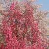 上野公園 桜 開花状況 2020年は？