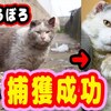 保護されて家猫になりました。