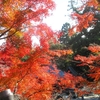 紅葉２０２２  石山寺