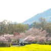 『上堰潟（うわせきがた）公園の「桜と菜の花」』（新潟市 西蒲区）