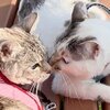 うみちゃんねるを紹介するにゃ 29 
