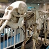 仙台のコスパ最高の博物館「東北大学理学部自然史標本館」