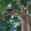 バリ島　木や自然に感謝する日🌴