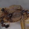 ウメマツオオアリの大型働きアリと小型働きアリ
