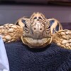 リクガメ　じょーたろーのおるすばん