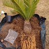 生命力が強い観葉植物、植え替えをする。
