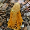 ウスキキヌガサタケに来た虫たち