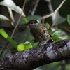 Macleay's Honeyeater　シラフミツスイ