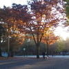 紅葉　2025.11.22