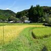 八重の棚田　日差しが強い　2022/09/11（鹿児島）