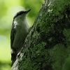 戸隠キャンプ場での野鳥観察