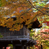 紅葉　平林寺#3