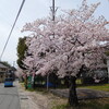 ＜写真＞阿久比町紹介シリーズ！阿久比神社の横の桜