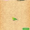 癒やしのインコ育成ゲーム。ついに寝姿を見た!