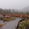 雨に煙る箱根湿生花園