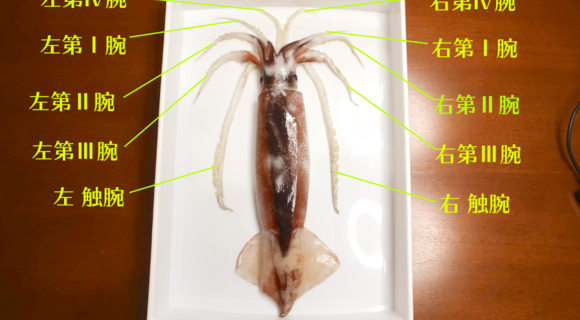 「イカを楽しく解剖しながら部位別に美味しく食べる方法」を日本いか連合員が手とり足とり教えます