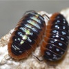 Armadillidium klugii 