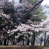 科学万博記念公園の桜🌸