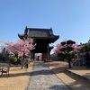 岡山市北区　妙林寺の河津桜♪