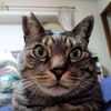 三毛猫を英語で言うと？