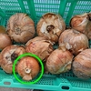 玉ねぎが腐ってしまった……収穫後に知った「早生・中生・晩生」と品種の違い