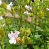 花のあと