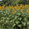 手賀沼沿いのヒマワリ畑