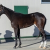 【東サラ】2024年募集馬残口あり馬の再評価①ジュエルインザサンの23