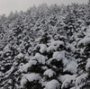 冬の塔ノ丸2012　再び雪化粧