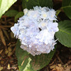 我が家の紫陽花