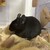 くろごまあん二世 560日目