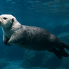 ラッコは絶滅危惧種になぜ指定されたのか？今知っておきたい11の理由