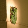 Giant Tree Frog　クツワアメガエル