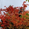 秋も深まり紅葉も進む