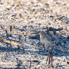 2019年1月19日の鳥撮り-さいたま市